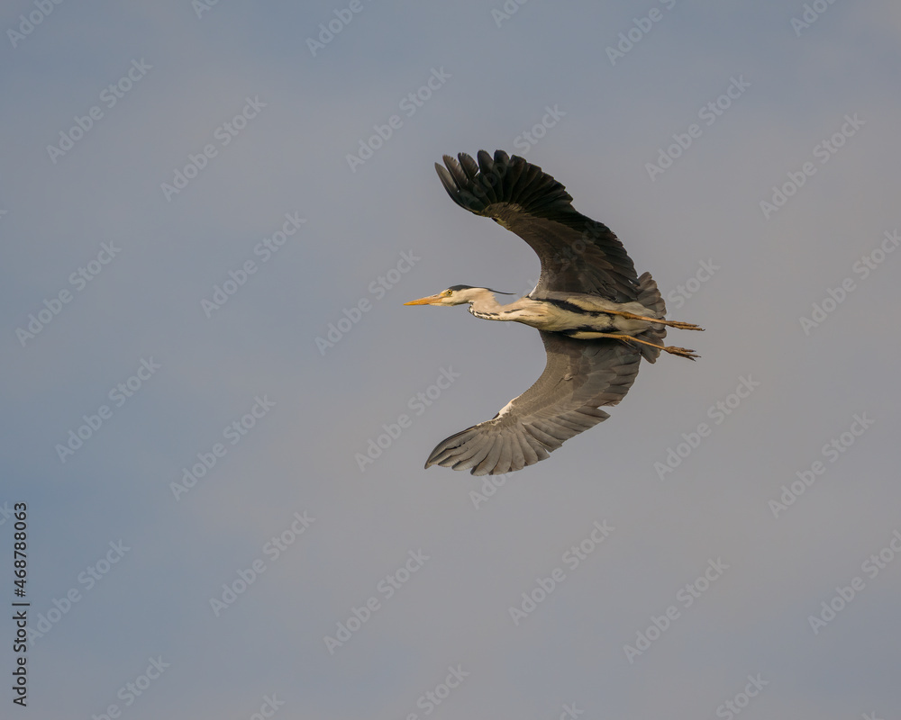 Fototapeta premium Grey Heron in flight