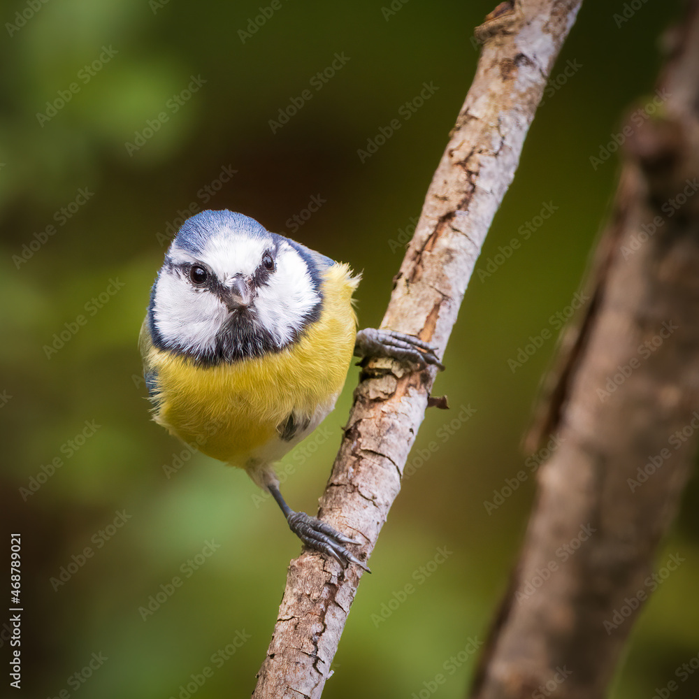 Obraz premium Blue tit 