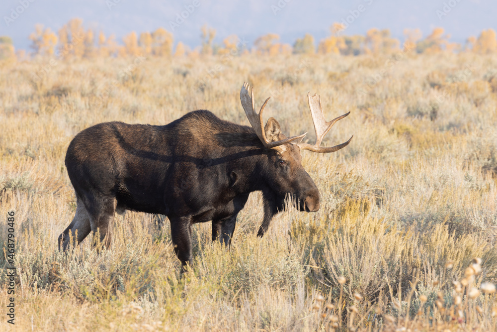 Bull Moose During the Rut in Grand Teton National Park Wyoming in Autumn Bull Moose During the Rut in Grand Teton National Park Wyoming in Autumn