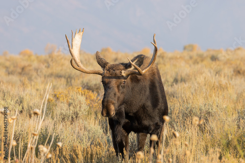 Fototapeta Naklejka Na Ścianę i Meble -  Bull Moose During the Rut in Grand Teton National Park Wyoming in Autumn