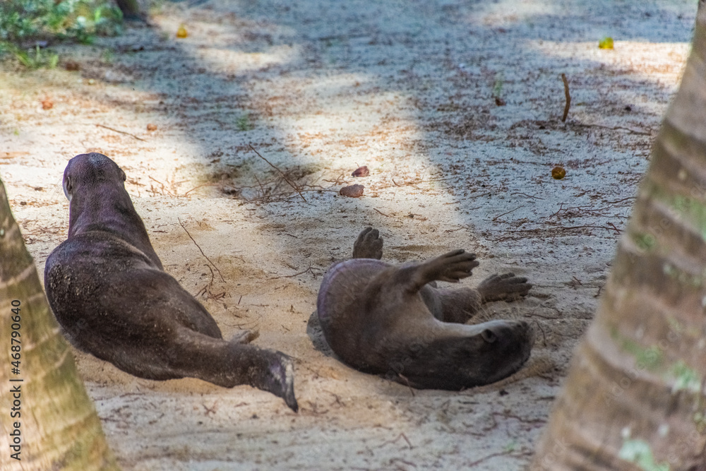 Fototapeta premium Wild otter in Gardens by the Bay, Singapore