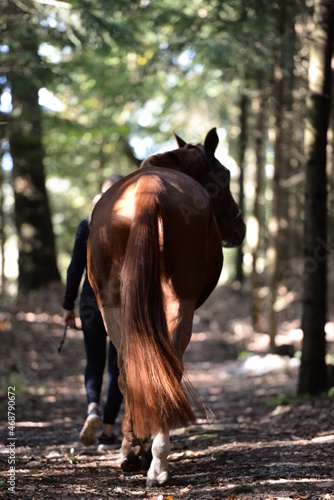 Spaziergang mit Pferd. Junge Frau mit Pferd im Wald photo