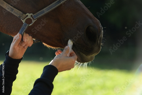 Fototapeta Naklejka Na Ścianę i Meble -  Medikamentengabe oral beim Pferd