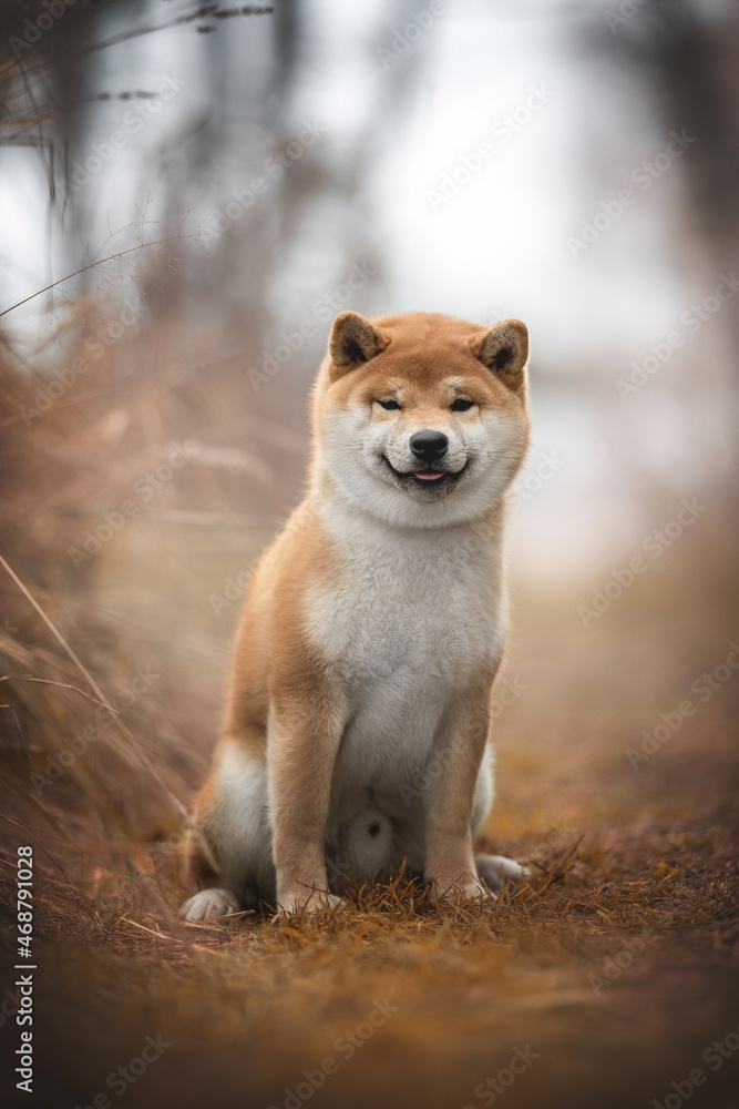 A cute male red shiba inu dog sitting on dry yellow grass against the backdrop of a bright autumn landscape. The mouth is open. Looking into the camera