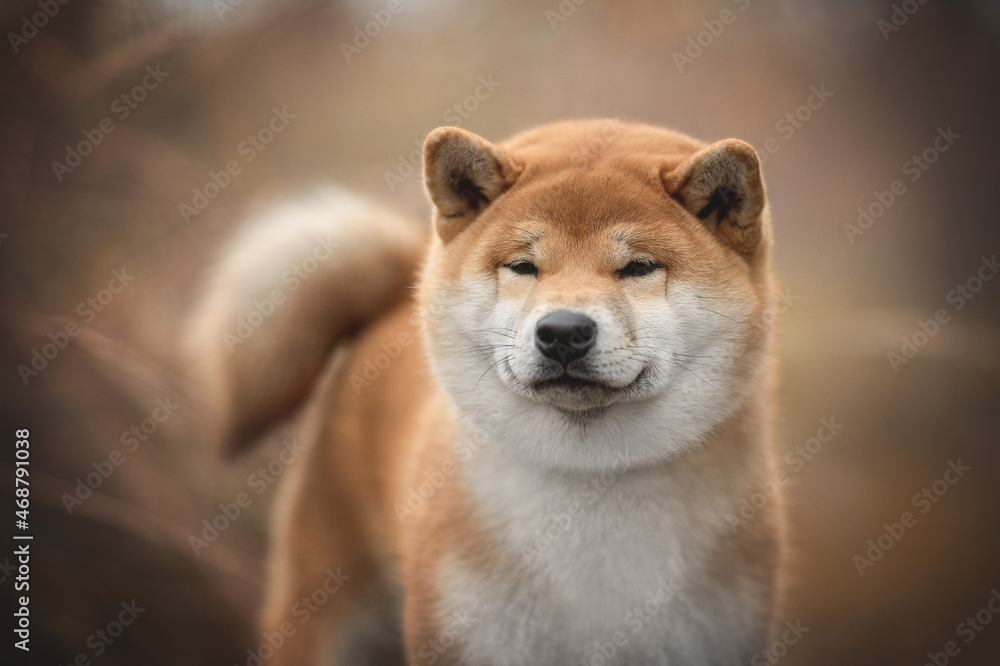 A cute young red Shiba Inu dog among the fallen red leaves against the backdrop of a foggy autumn landscape. Fluffy tail. Looking to the side. Close-up portrait