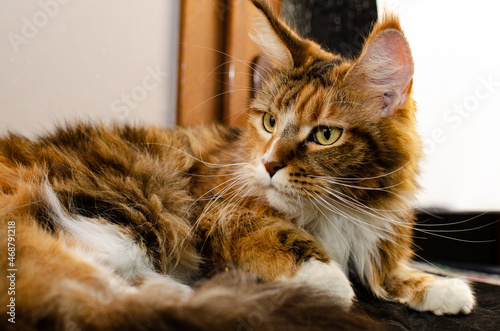 Maine Coon cat of red color, with fluffy red hair, on a black background.