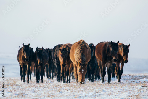 Fototapeta Naklejka Na Ścianę i Meble -  herd of horses in the snow