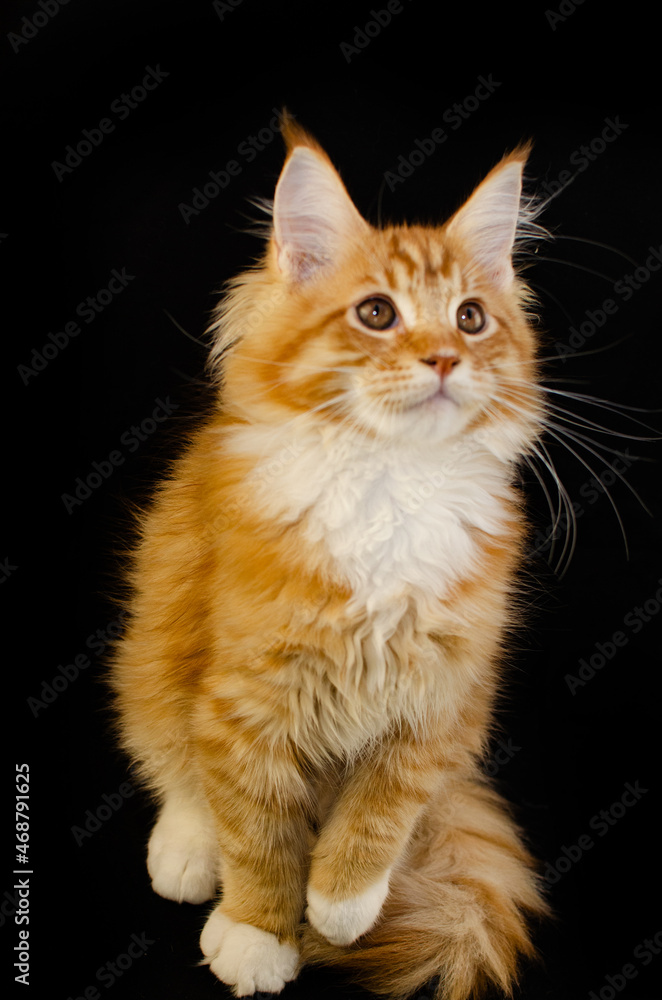 Maine Coon cat of red color, with fluffy red hair, on a black background.