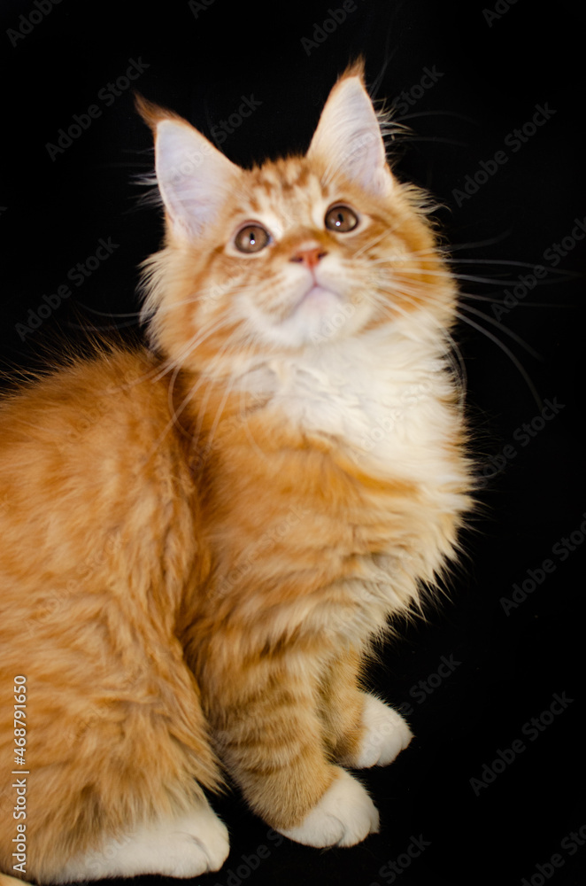Maine Coon cat of red color, with fluffy red hair, on a black background. Maine Coon cat of red color, with fluffy red hair, on a black background.