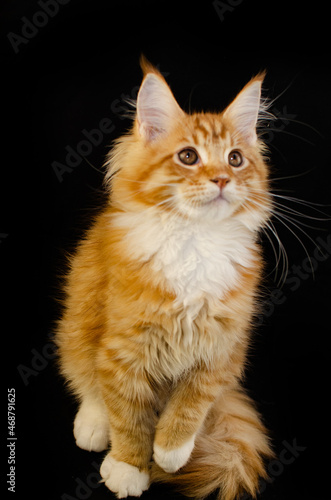 Maine Coon cat of red color  with fluffy red hair  on a black background.