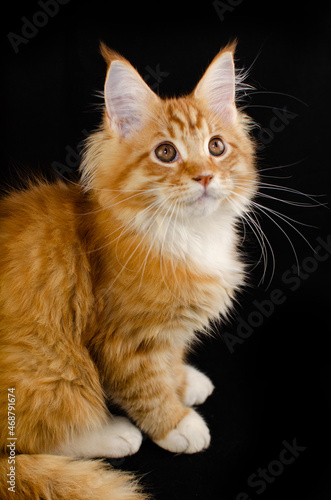 Maine Coon cat of red color, with fluffy red hair, on a black background.