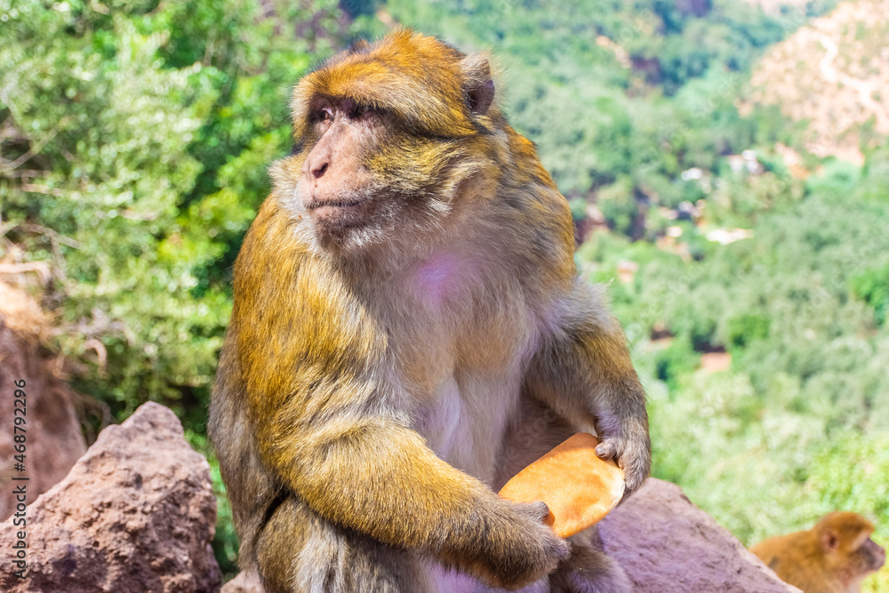 Fototapeta premium Wild barbary ape sitting on the Ouzoud Canyon, Morocco