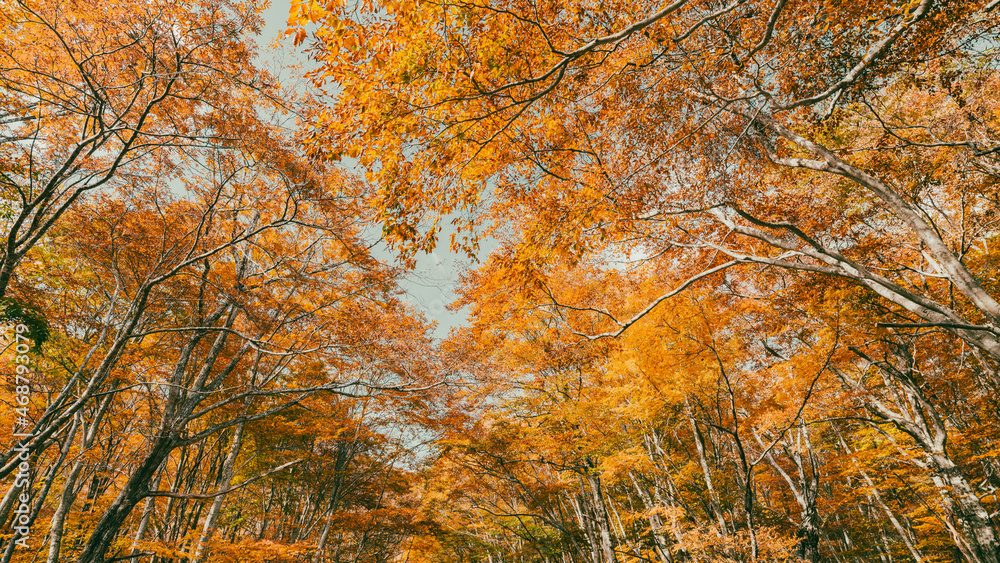 Beautiful Landscape of Yellow or Red Maple Leaves Blowing in A Forest in Autumn or Fall, Daisen in Tottori Prefecture in Japan, Nature Background	