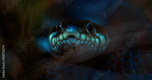 A close-up of a snake looking directly into the camera. A live snake sticks out its tongue. River already in nature. The reptile defends its territory.