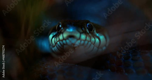 A close-up of a snake looking directly into the camera. A live snake sticks out its tongue. River already in nature. The reptile defends its territory. photo