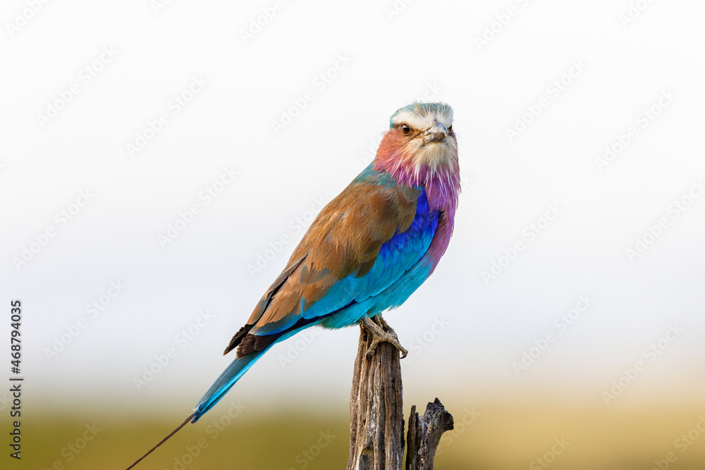 Obraz premium Lilac-breasted roller looking at the camera sitting on a stick