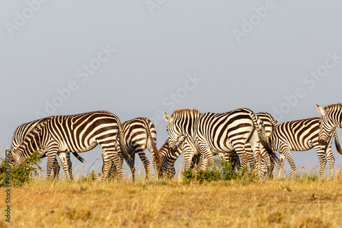 Zebras  who walk in the African savannah