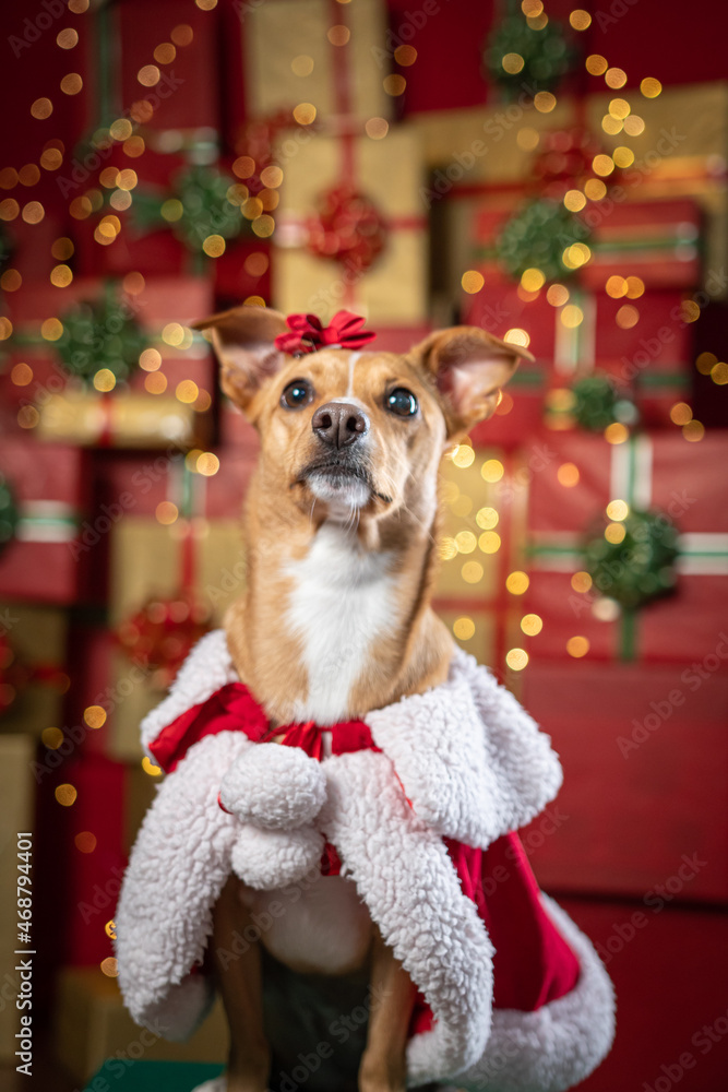 Ensaio de Natal Pet em cenário natalino