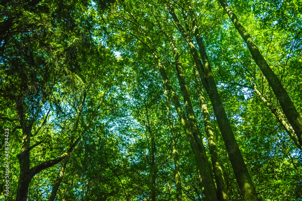 View of the Bialowieza Primeval Forest, Poland and Belarus View of the Bialowieza Primeval Forest, Poland and Belarus