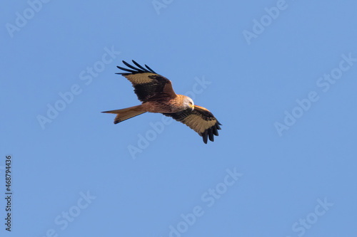 Red kite  Milvus milvus  in flight  UK bird of prey isolated against a blue sky