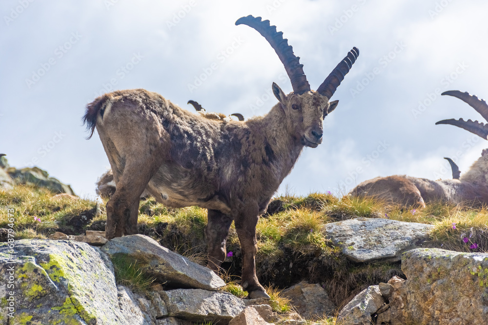 Beautiful Alpine ibex in the snowy mountains of Gran Paradiso National Park, Italy Beautiful Alpine ibex in the snowy mountains of Gran Paradiso National Park, Italy