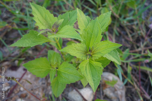 Wallpaper Mural Chromolaena odorata (L.) R.M.King and H.Rob. The Siam weed tree is an indicator of the temperature of the drought of the air. medicinal plant. Torontodigital.ca