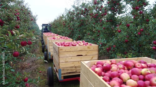 The tractor is carrying boxes of apples through the garden.