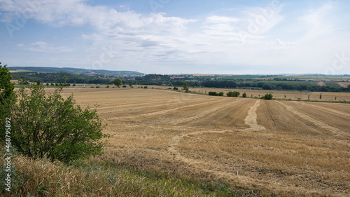 Cornfield after the harvest