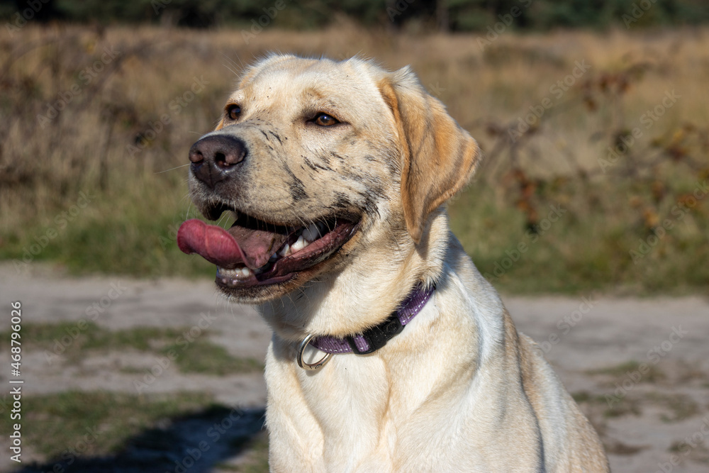 Labrador met modder wang