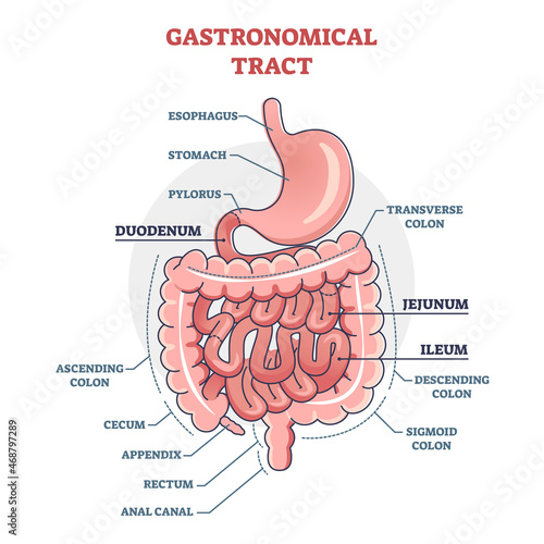 Gastronomical tract and digestive system isolated structure outline diagram. Labeled educational human stomach with medical titles vector illustration. Duodenum, jejunum and ileum location explanation photo