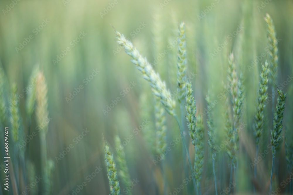 Green wheat field close up. Spring countryside scenery. Beautiful nature landscape. Juicy fresh ears of young green wheat. Agriculture scene. Abstract blurred background
