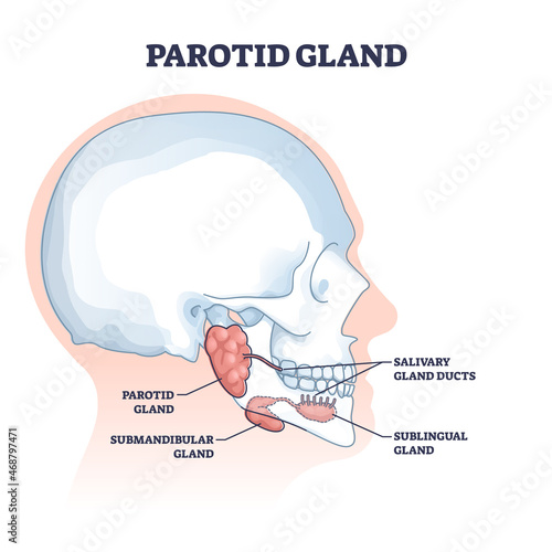 Parotid and salivary glands with anatomical inner structure outline diagram. Labeled educational medical mouth and throat elements for saliva creation vector illustration. Sublingual parts location. photo