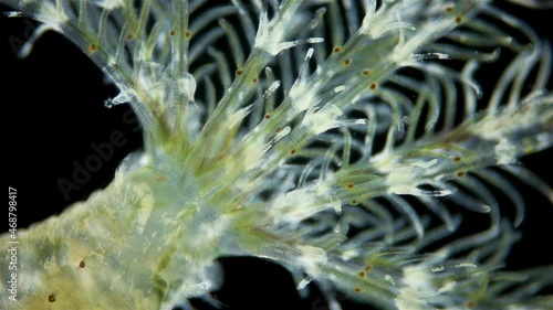 Polychaeta worm, family Sabellidae under a microscope. Filter, lives in a lime tube. Has Radiole tentacles with many cilia. photo