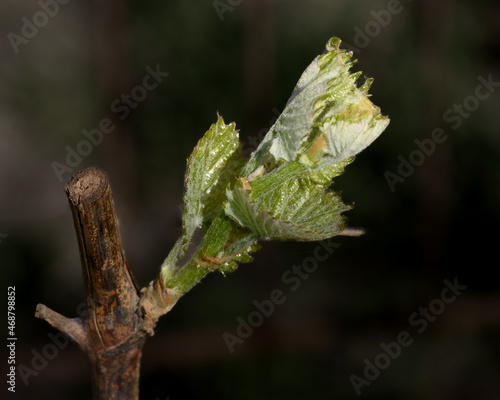 young green vine leaf on a branch