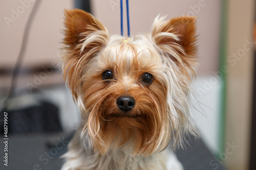 Yorkshire terrier puppy portrait on table in grooming salon. Cute little Yorkie dog looking in camera © hurricanehank