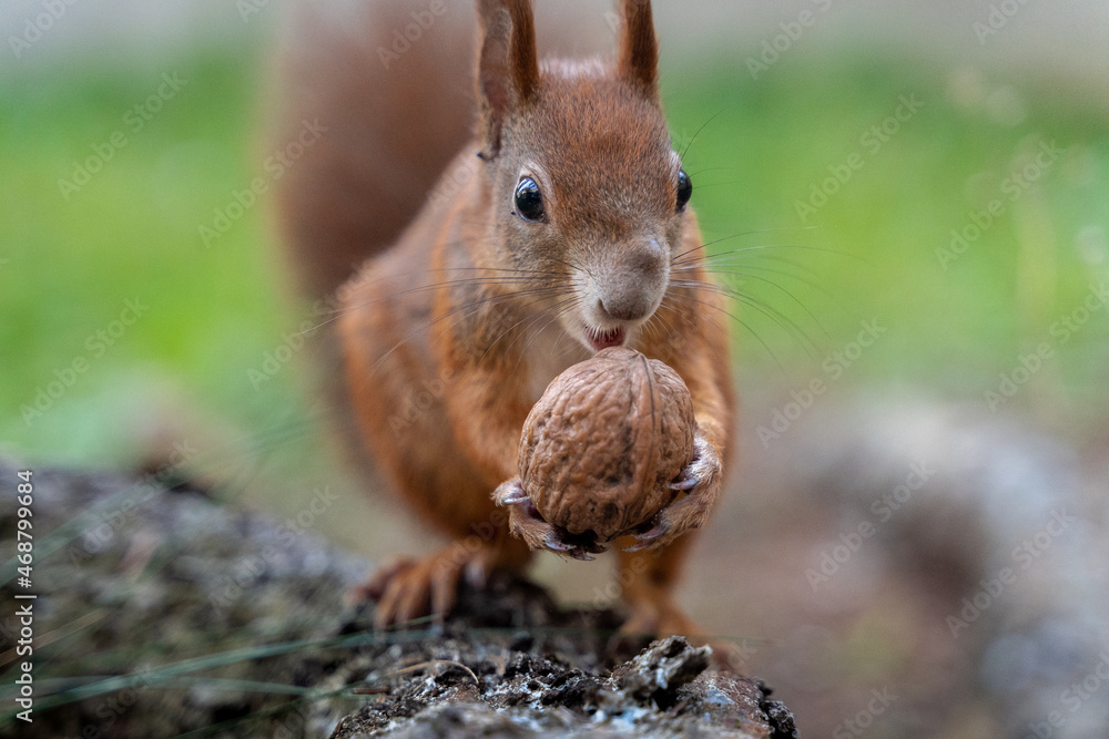 Fototapeta premium Eichhörnchen