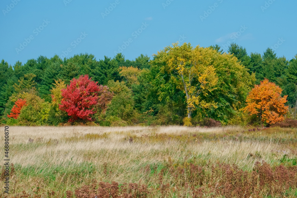 Obraz premium Autumn landscape with tree and meadow