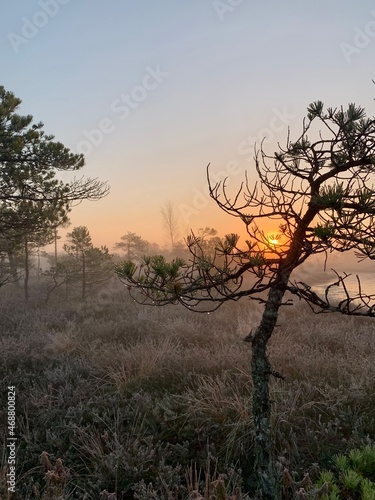 silhouette of a tree in a misty dawn