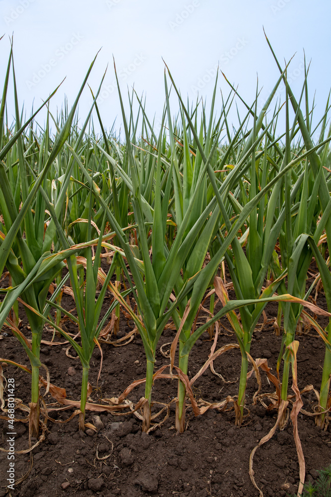 Obraz premium Drought-stricken corn plants exhibiting pinappling. Pinappling is leaf rolling due to water loss in the plant and is shown frequenly during drought periods.