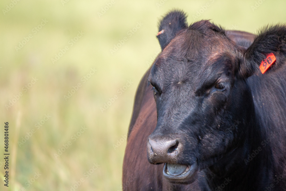 Fototapeta premium Black angus cow in a fild in South Dakota