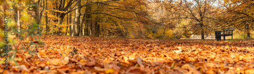 Bench in the middle of the autumn park with copy space. Wide banner format.