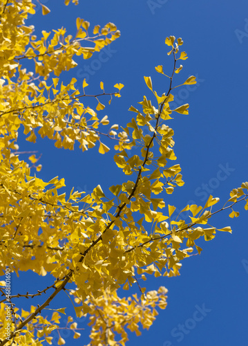 Full of yellow leaves Ginko Biloba branch against blue sunny sky.