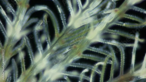 Polychaeta worm, family Sabellidae under a microscope. Video shows Radiole tentacles with many cilia that catch food, as well as gills. photo