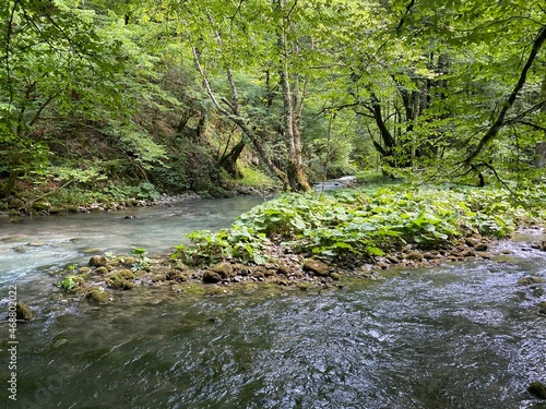 Curak stream near the Zeleni vir picnic area in Gorski kotar - Vrbovsko, Croatia (Potok Curak kod izletišta Zeleni vir u Gorskom kotaru - Vrbovsko, Hrvatska)