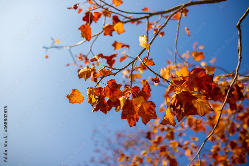 yellow and orange leaves on the branches of the Acer campestre maple against the blue cloudless sky. anticyclone, warm sunny weather in autumn, background, desktop wallpapers yellow and orange leaves on the branches of the Acer campestre maple against the blue cloudless sky. anticyclone, warm sunny weather in autumn, background, desktop wallpapers