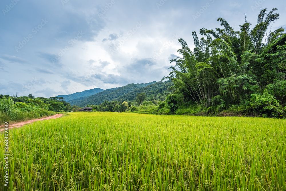 Paddy Rice Field Plantation Landscape with Mountain View Background