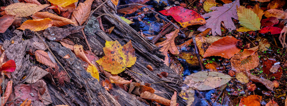 Colorful red and orange leaves laying on a log in a small marsh in the forest