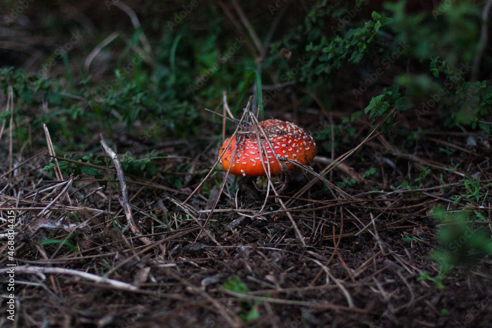 Agaric mushroom, Amanita muscaria. Parque ambiental do Buçaquinho, Esmoriz Agaric mushroom, Amanita muscaria. Parque ambiental do Buçaquinho, Esmoriz