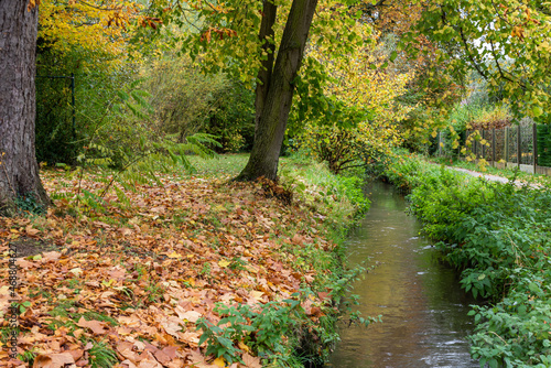 Creek through autumn leaves landscape