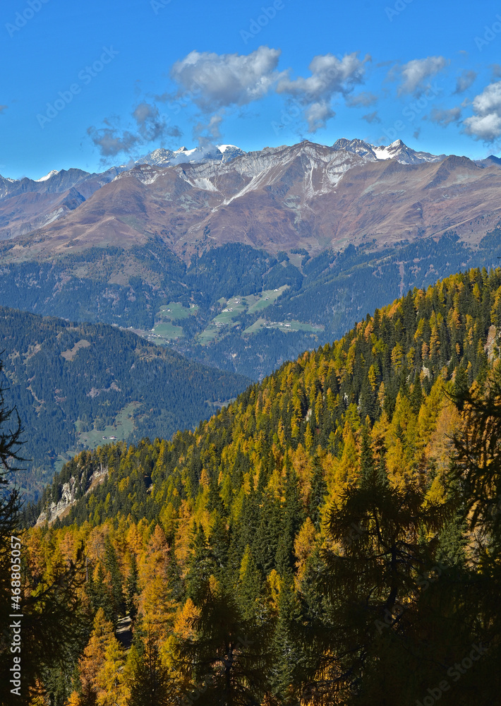 Lärchenwald im Herbst in Südtirol bei Meran, Blickrichtung Ötztaler Alpen, Larch forest in autumn in South Tyrol near Merano